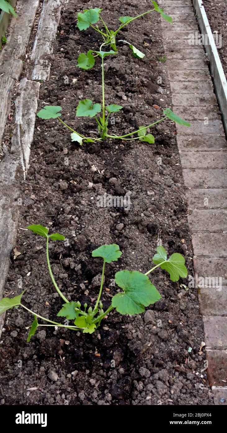 Marrow or courgette plants recently planted out in well-kept vegetable garden - Stock Photo