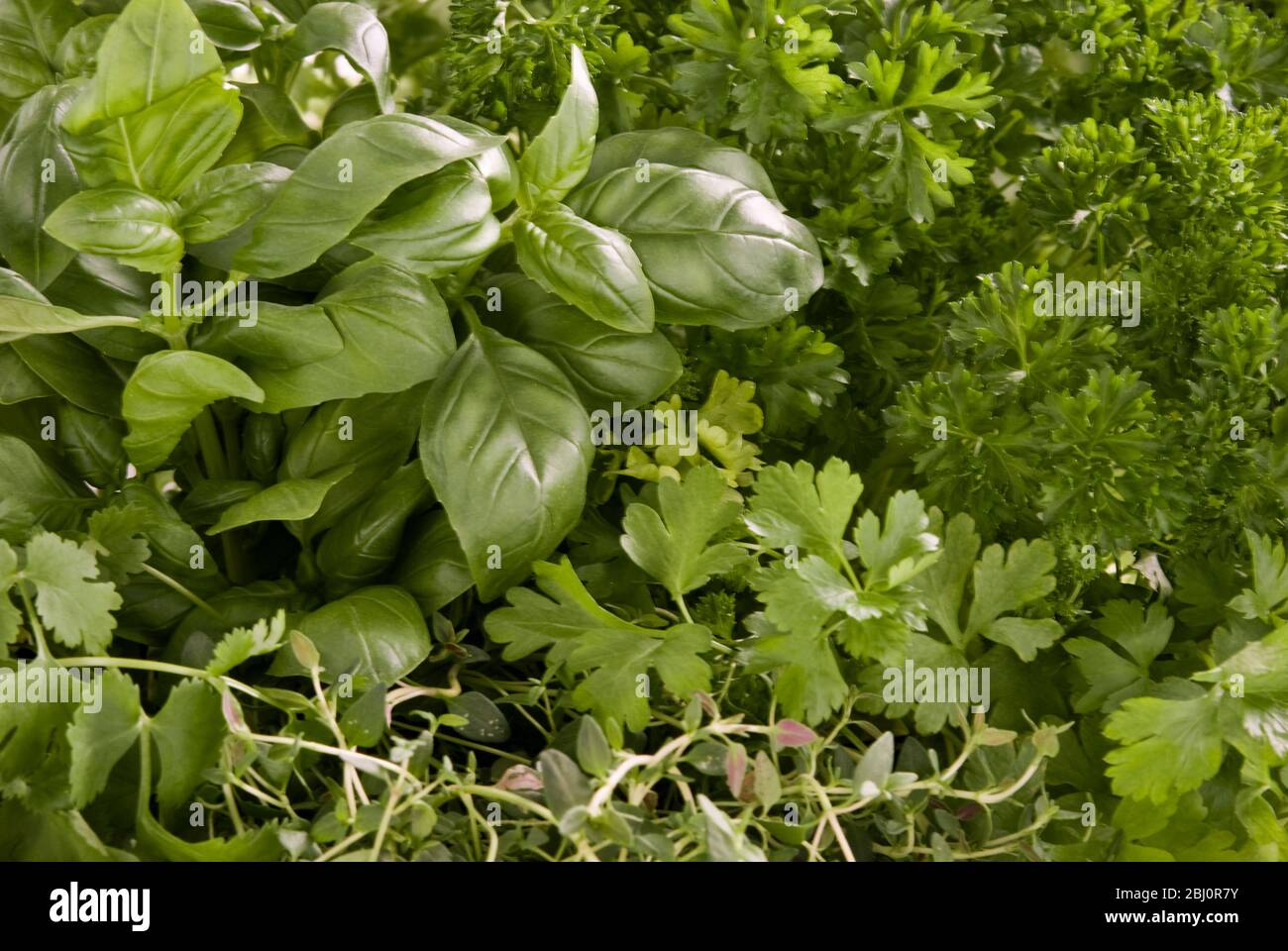 Massed fresh green culinary herbs - Stock Photo