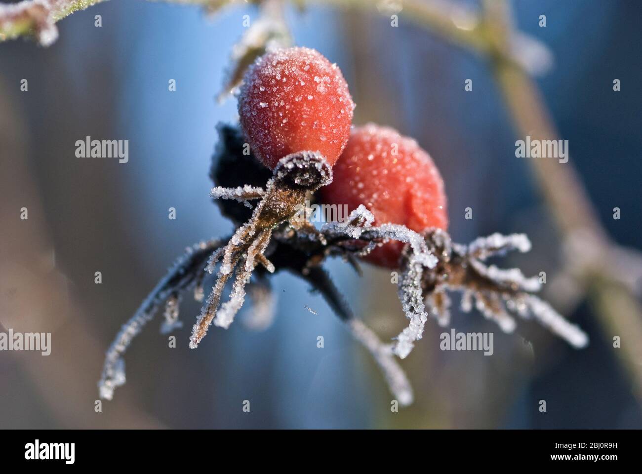 Frozen rosehips in winter garden - Stock Photo