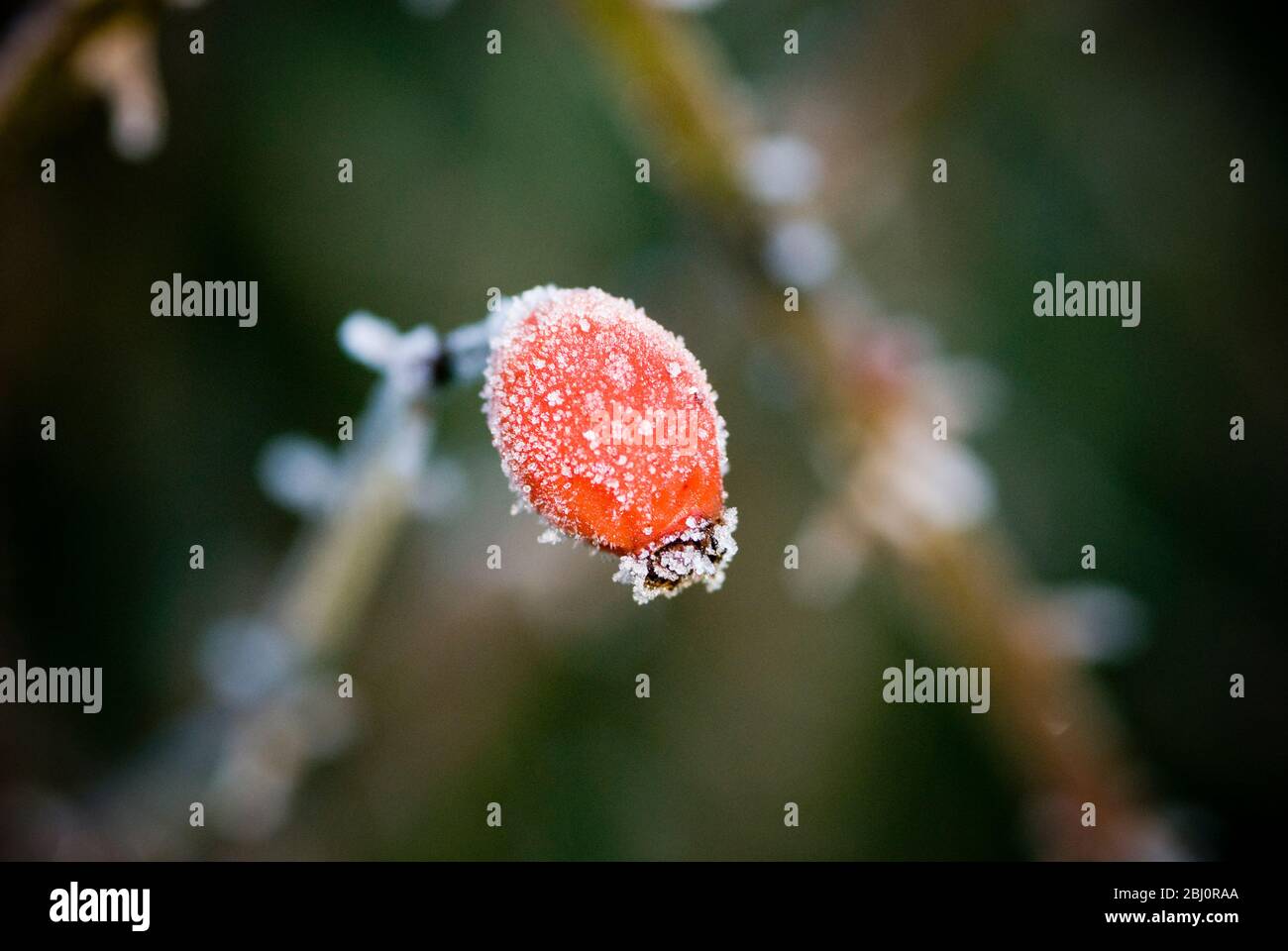 Frozen rosehip in winter garden - Stock Photo