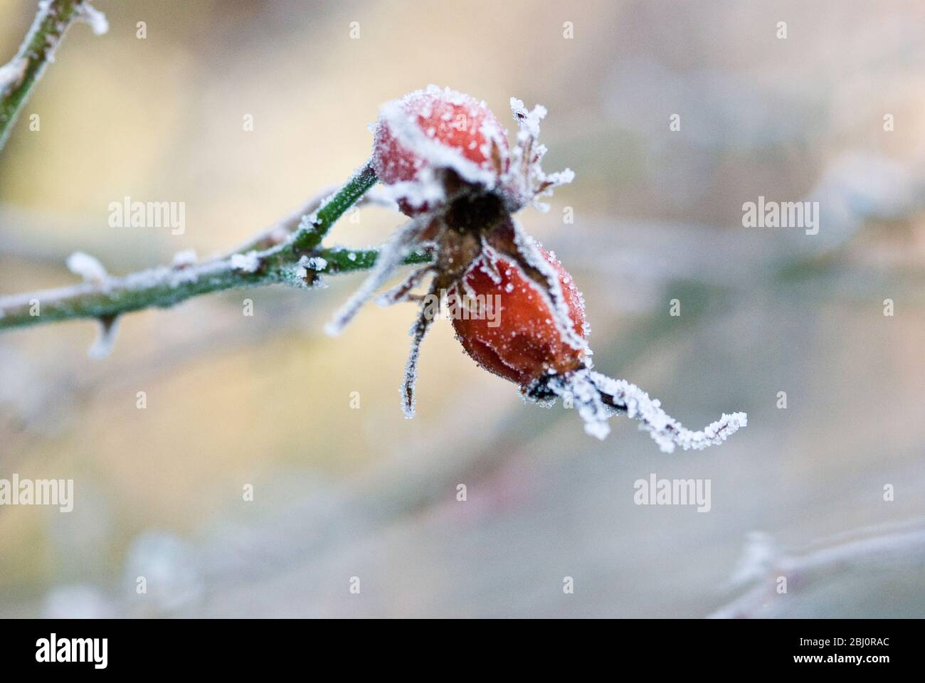 Frozen rosehips in winter garden - Stock Photo