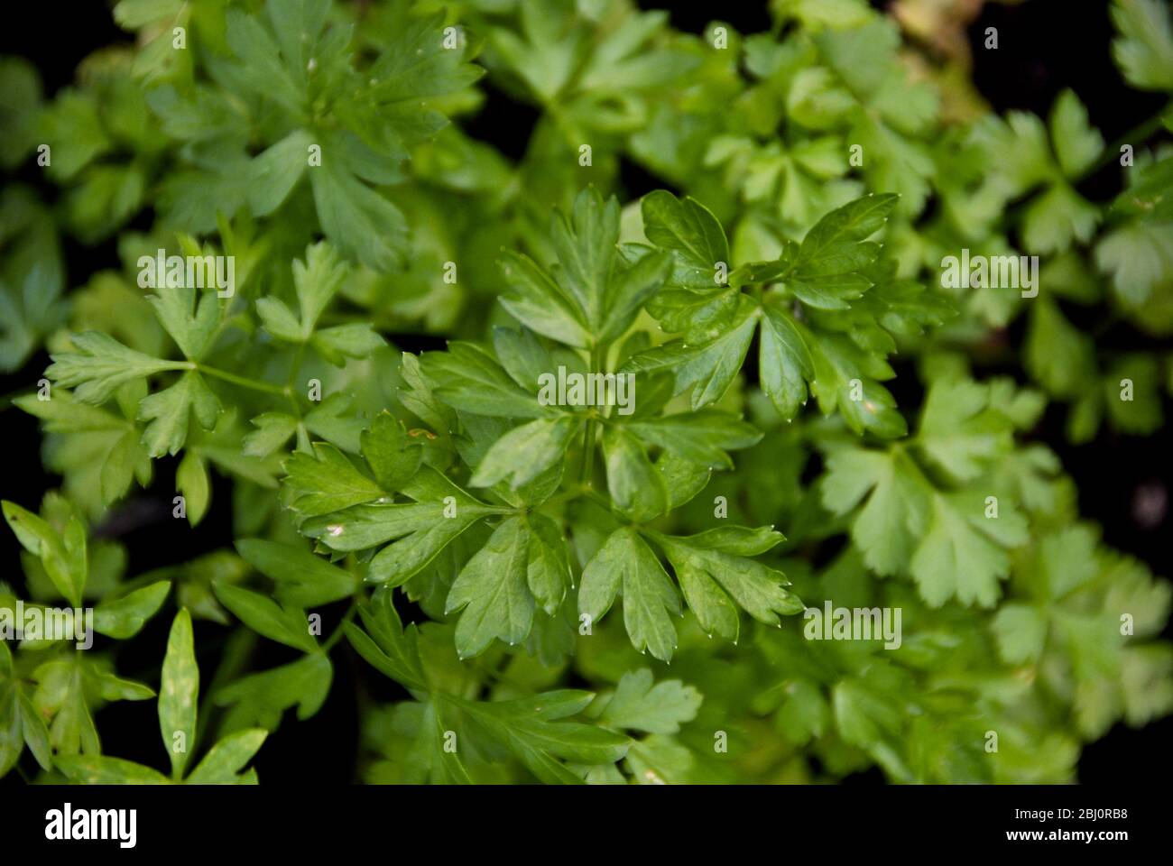 Flat parsley growing in dark soil - Stock Photo