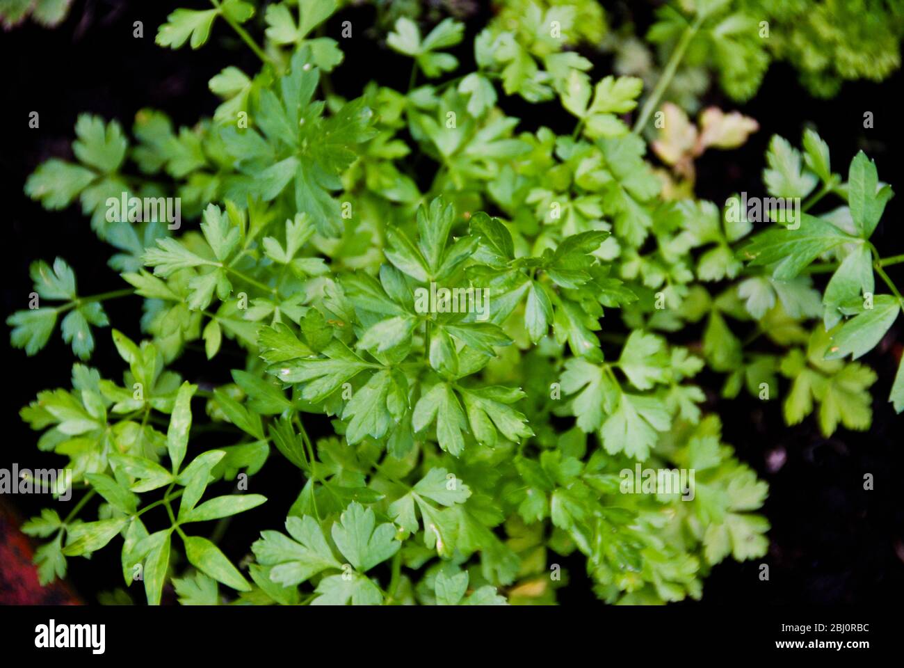 Flat parsley growing in dark soil - Stock Photo