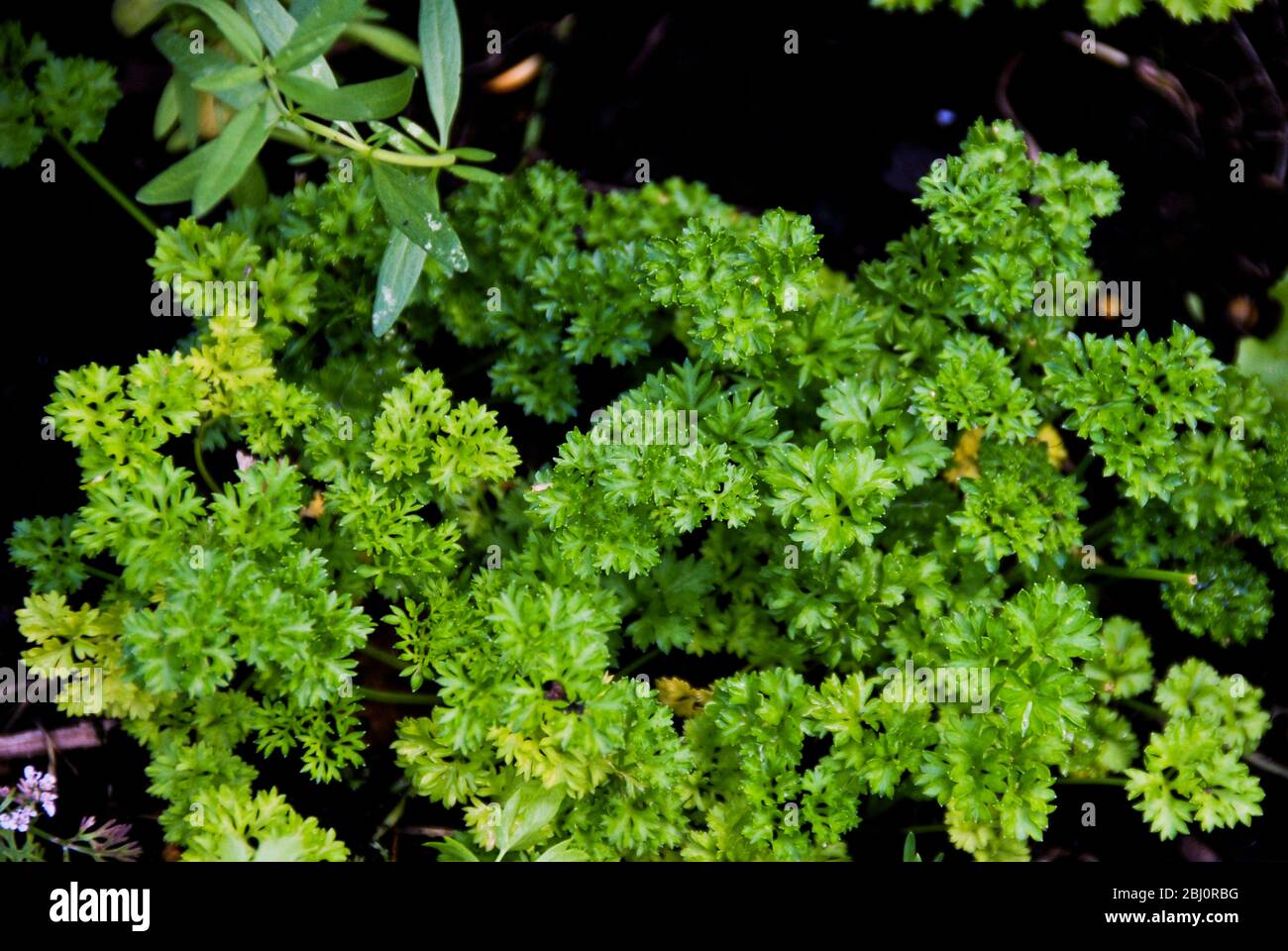 Curly parsley growing in dark soil - Stock Photo