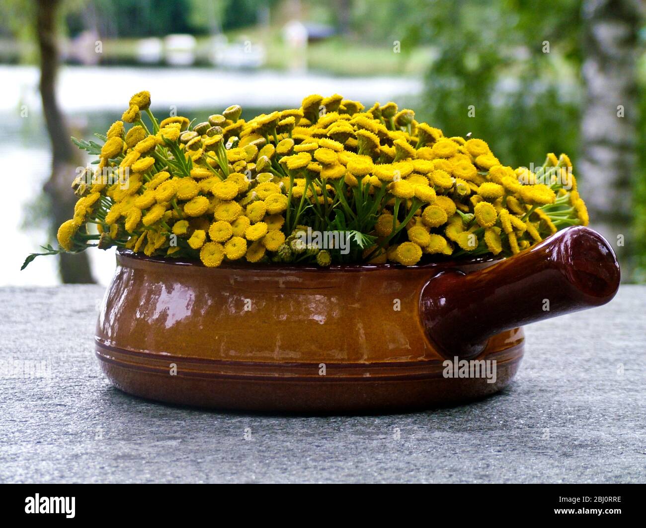 Tansy (Tanacetum vulgare) cut short and arranged in terracotta caserole dish on granite table by lake. Known as renfana in Sweden it is a very popular Stock Photo