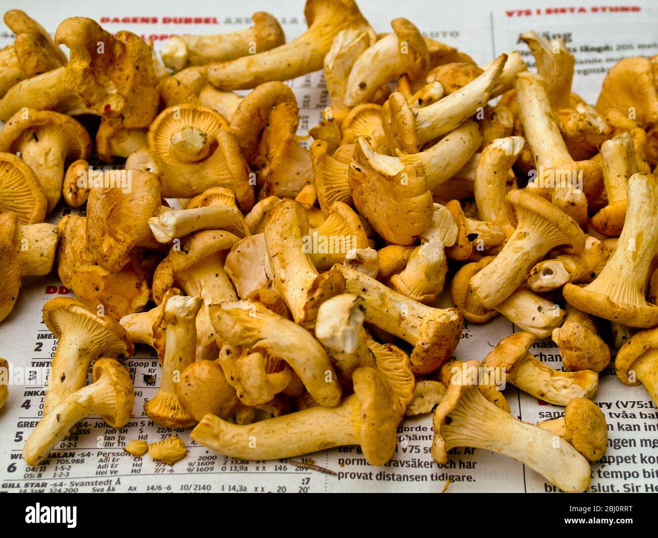 Golden Chanterelle High Resolution Stock Photography and Images Alamy