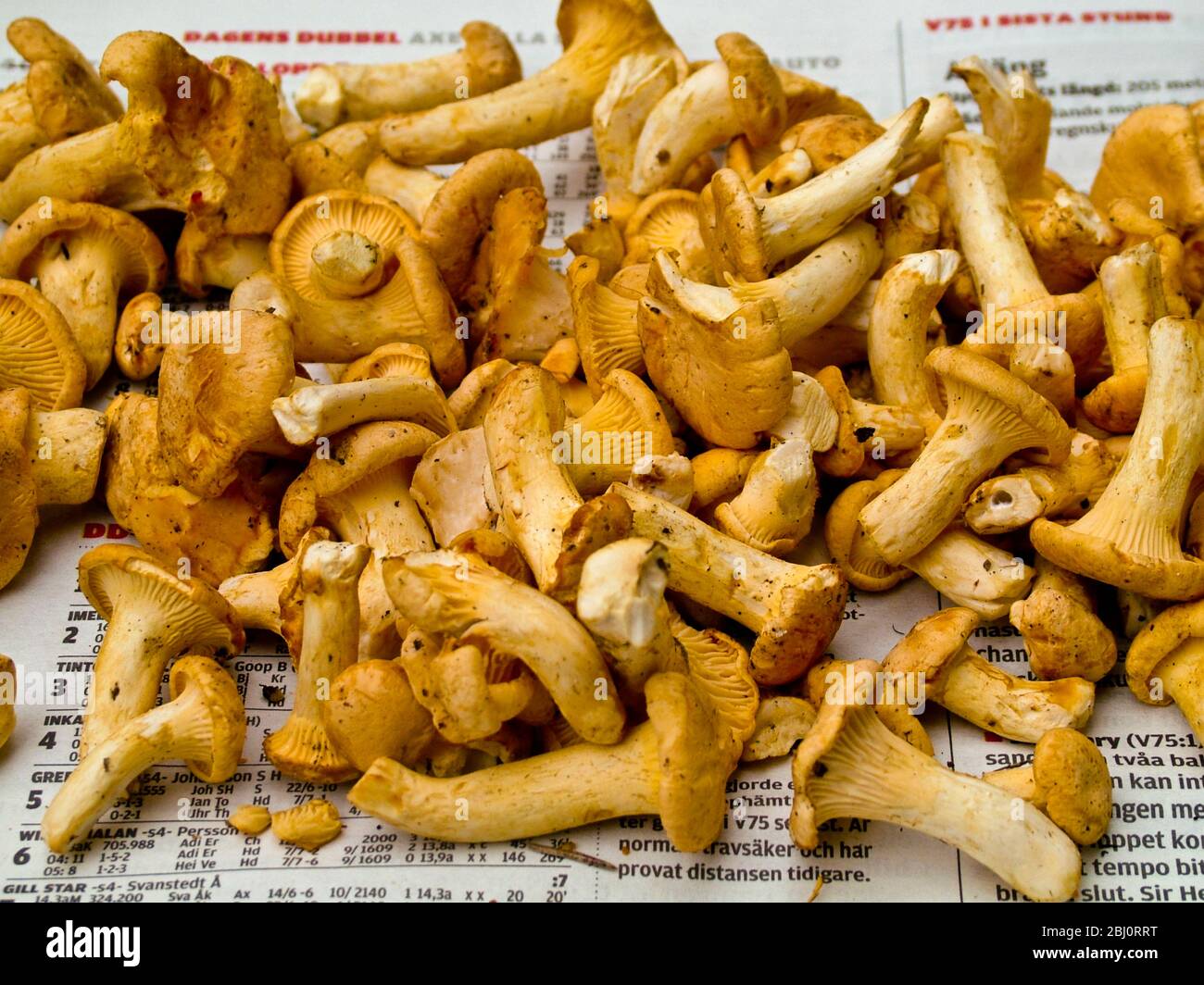 The Yellow or Golden Chanterelle (Cantharellus cibarius) freshly picked . Southern Sweden - Stock Photo