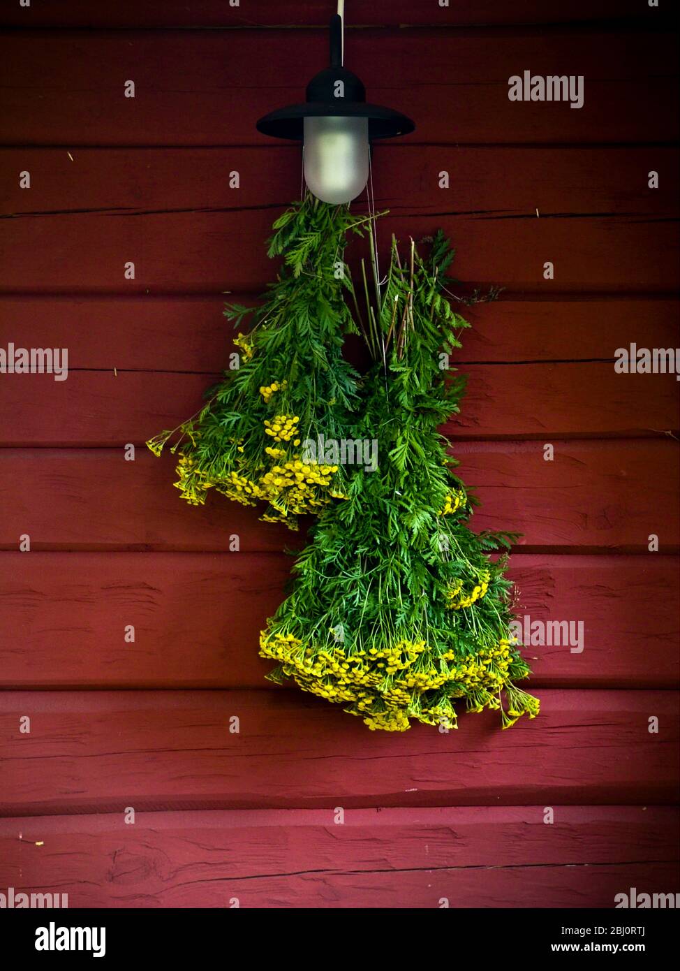 Bunch of yellow yarrow hanging on red wall of falu red painted wooden summer house, Sweden. - Stock Photo
