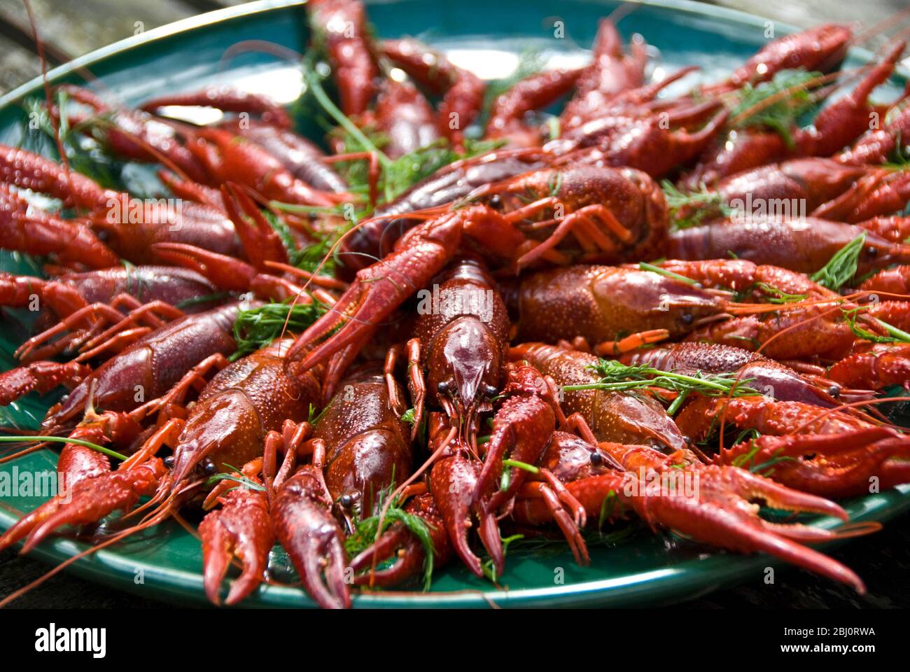 Freshwater crayfish prepared Swedish style with lots of dill in a salt marinade, arranged on green plate - Stock Photo