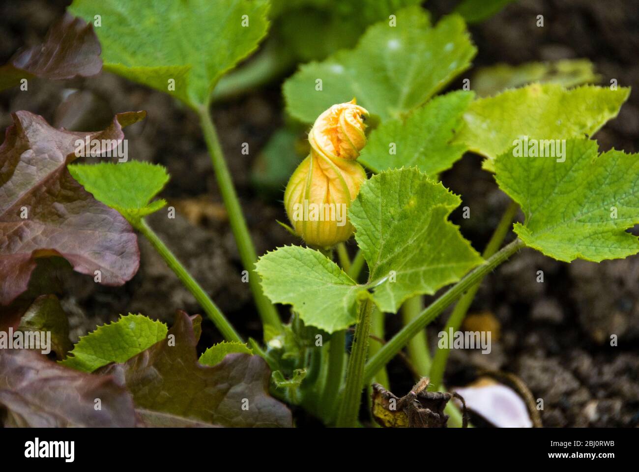 Courgette plants growing in good black earth showing opening furled flowers. - Stock Photo