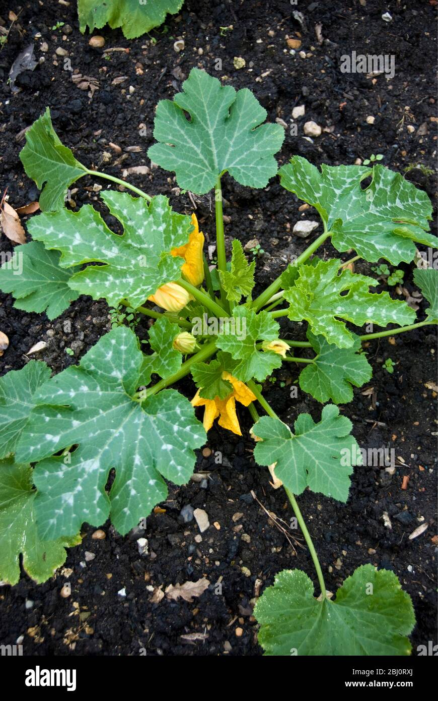 Courgette plant growing in vegetable garden in Kent UK - Stock Photo