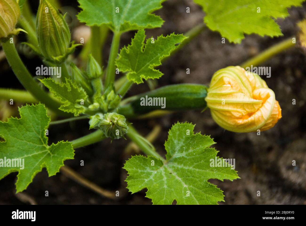 Courgette plants growing in good black earth showing opening furled flowers. - Stock Photo