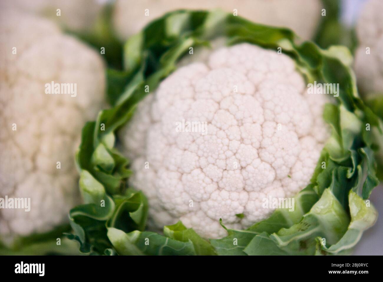 Whole cauliflowers, in close up - Stock Photo