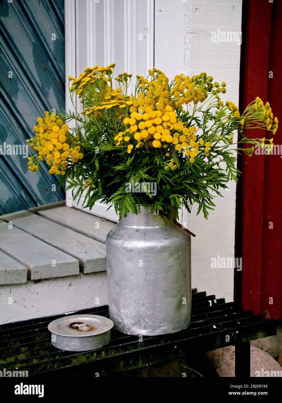 Bunch of yellow yarrow in old milk churn on step of Swedish summer house. - Stock Photo