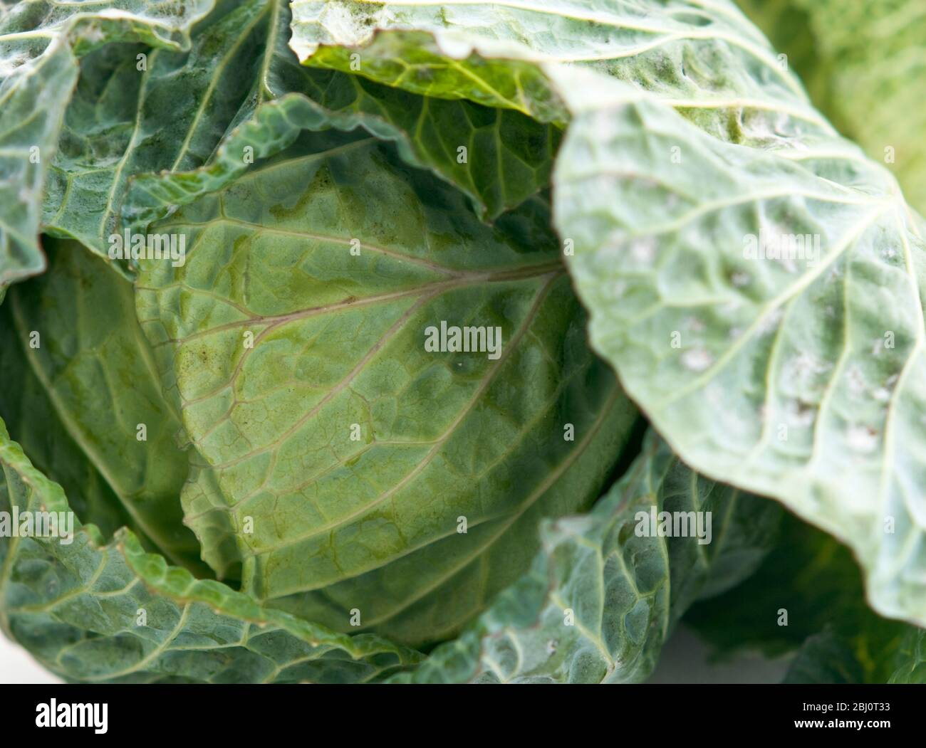 Large green whole cabbage closeup - Stock Photo