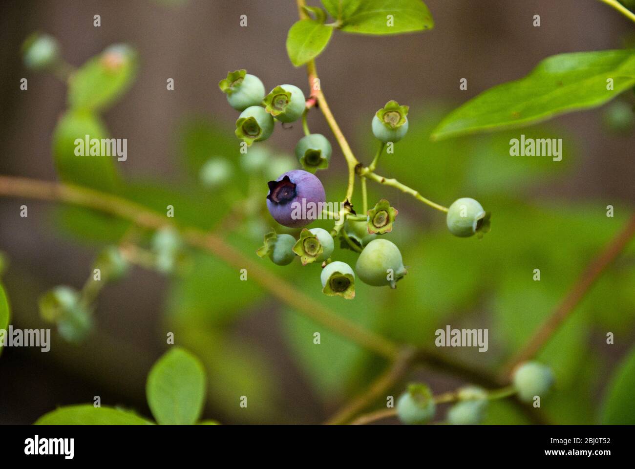 Blueberries growing on the bush in garden in Kent UK - Stock Photo