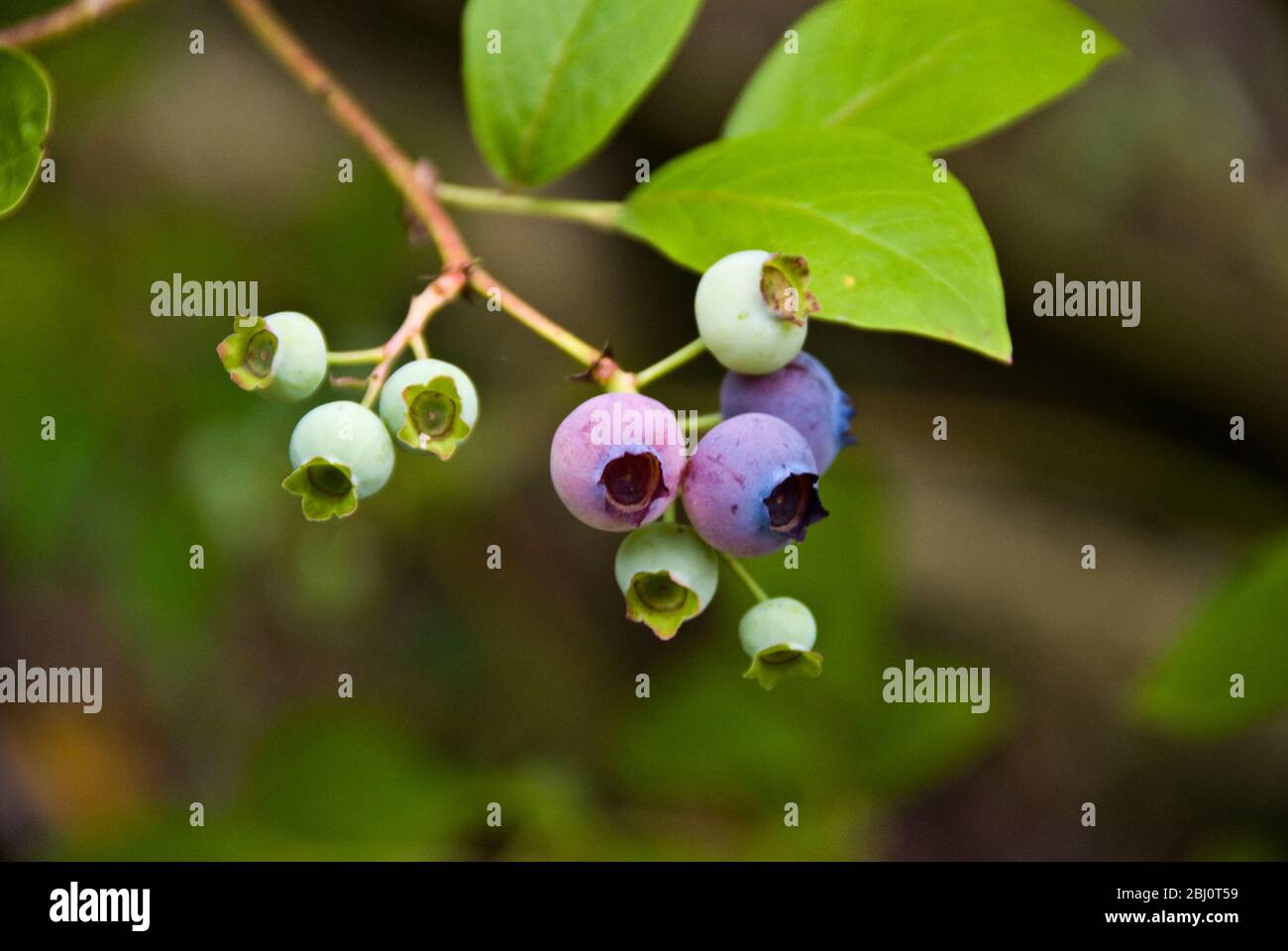 Blueberries growing on the bush in garden in Kent UK - Stock Photo