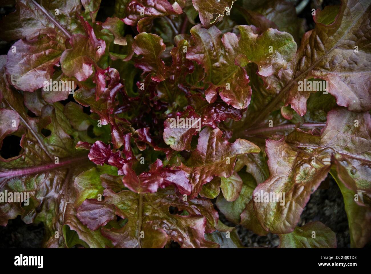 Oak leaf lettuce growing in garden - Stock Photo