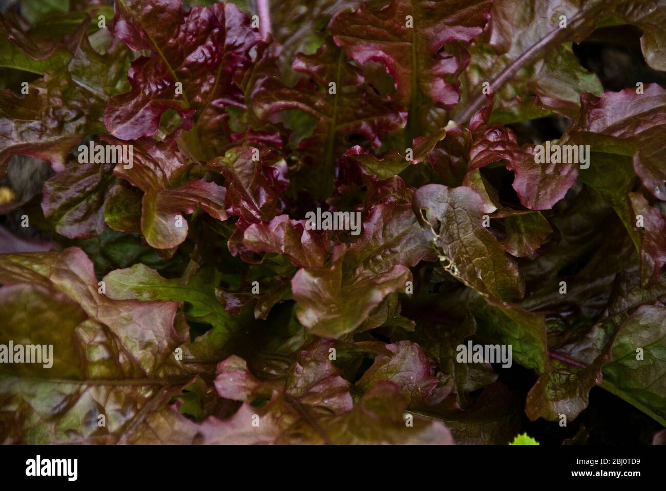 Oak leaf lettuce growing in garden - Stock Photo