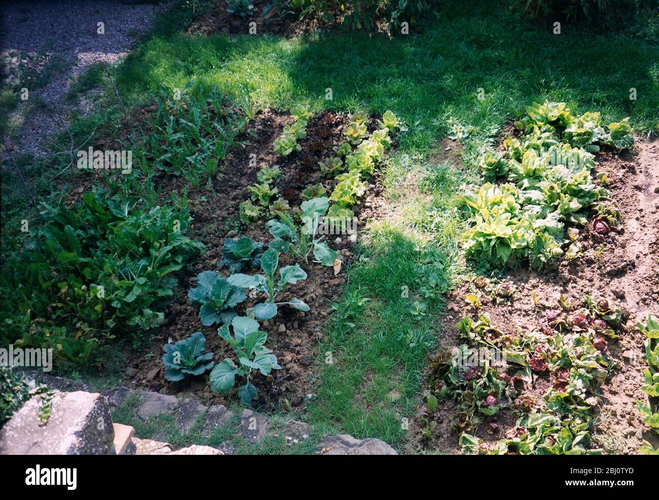 TIny vegetable plot by Italian country house in Tuscany - Stock Photo