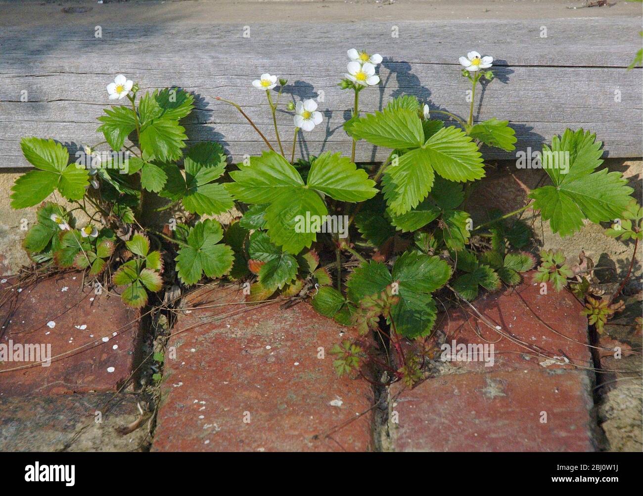 Wild strawberry plants flowering on brick path - Stock Photo