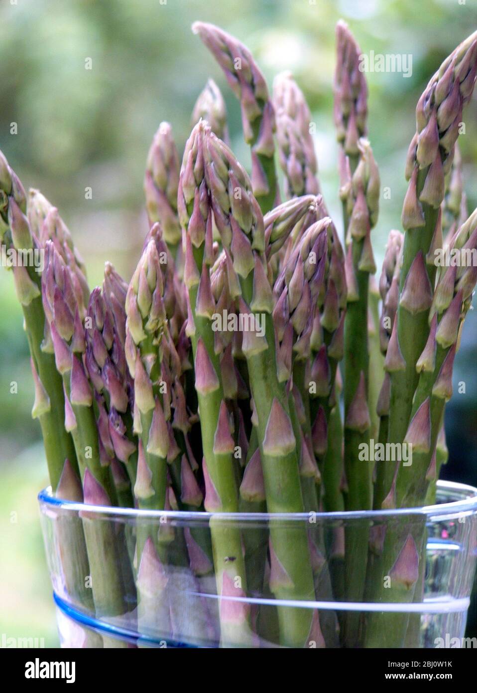 Freshly picked green asparagus, outdoors - Stock Photo