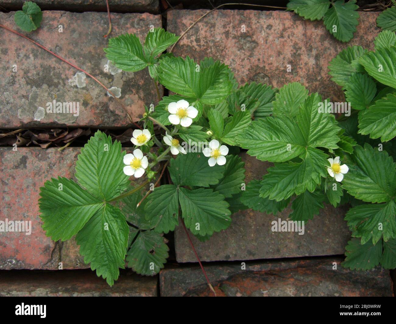Wild strawberry plants flowering on brick path - Stock Photo