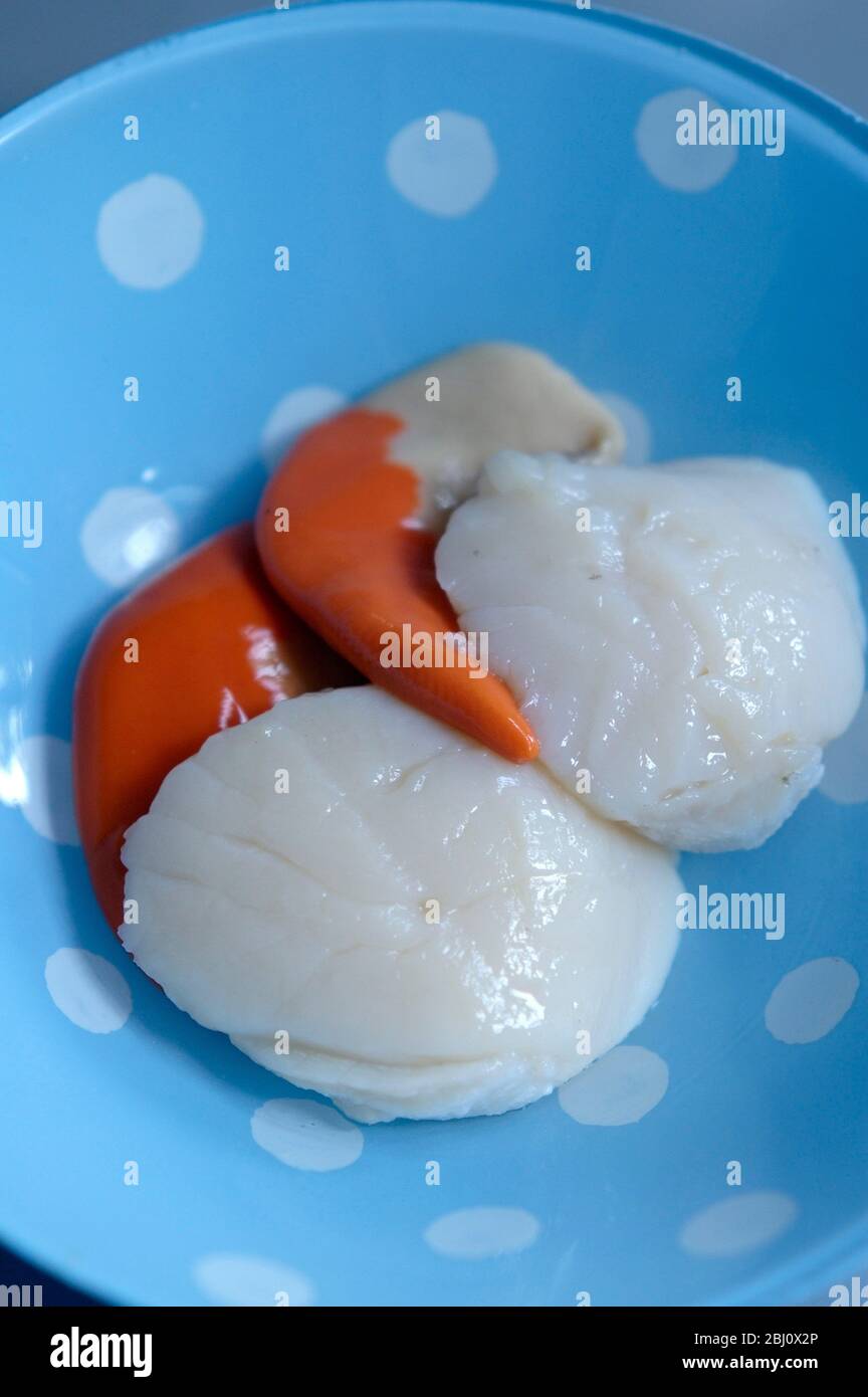 Raw hand gathered scallops complete with their coral,. - Stock Photo