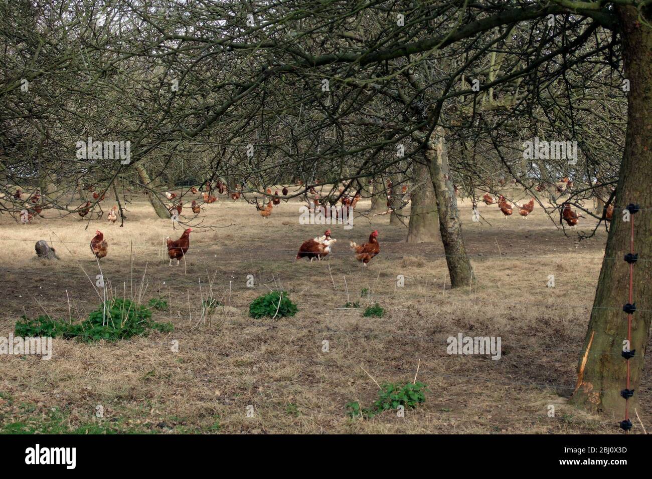 Chickens roaming out of doors on free range egg farm in an orchard in Kent UK - Stock Photo