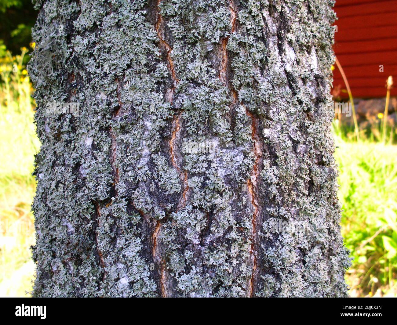 Close up of birch tree trunk with lichen, in VarmlŠnd, Sweden - Stock Photo