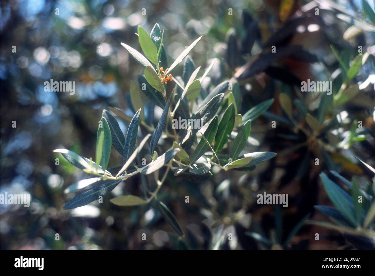 Olive branches on trees at Villa Maiano, Florence Italy - Stock Photo