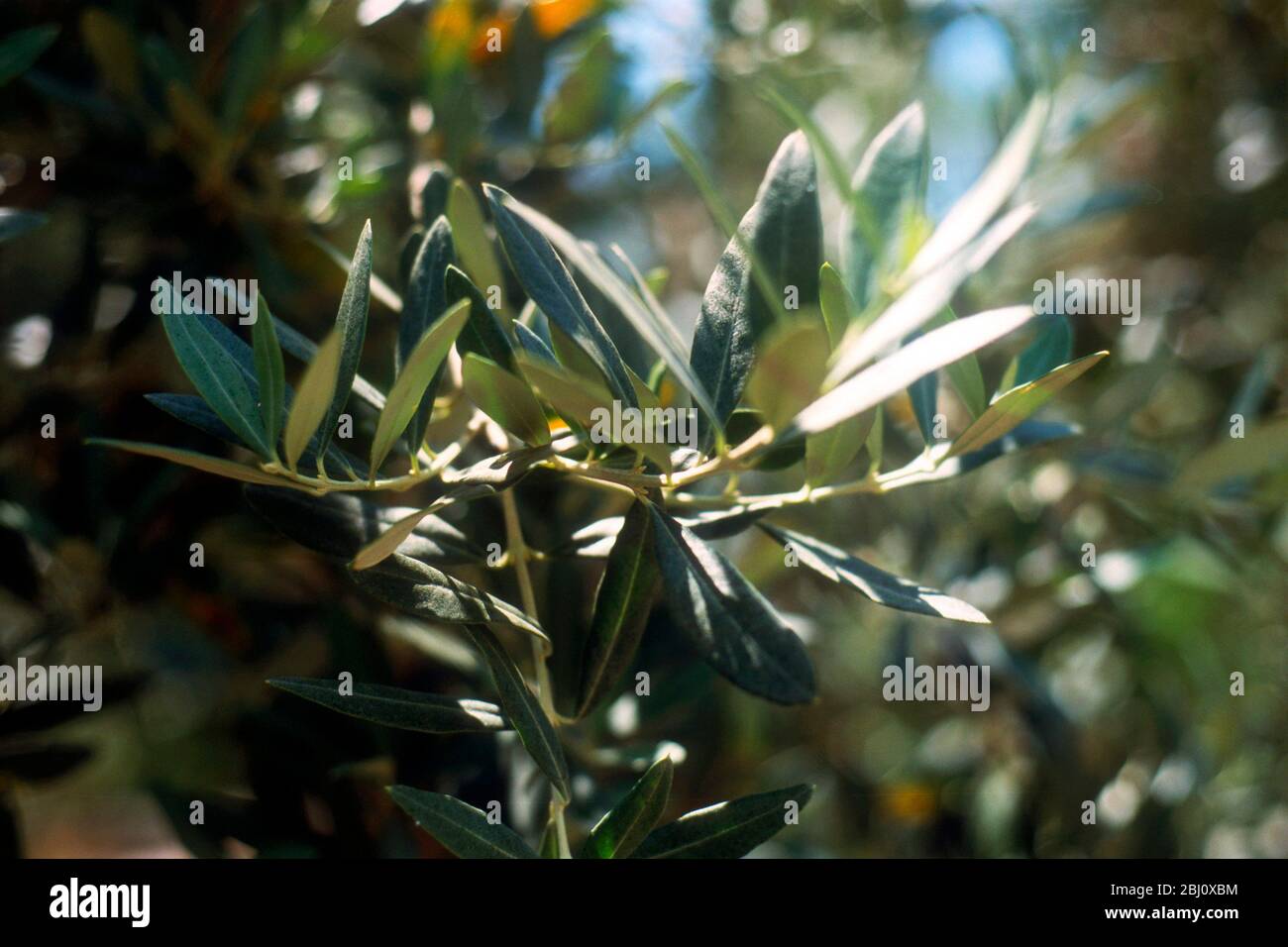 Olive branches on trees at Villa Maiano, Florence Italy - Stock Photo
