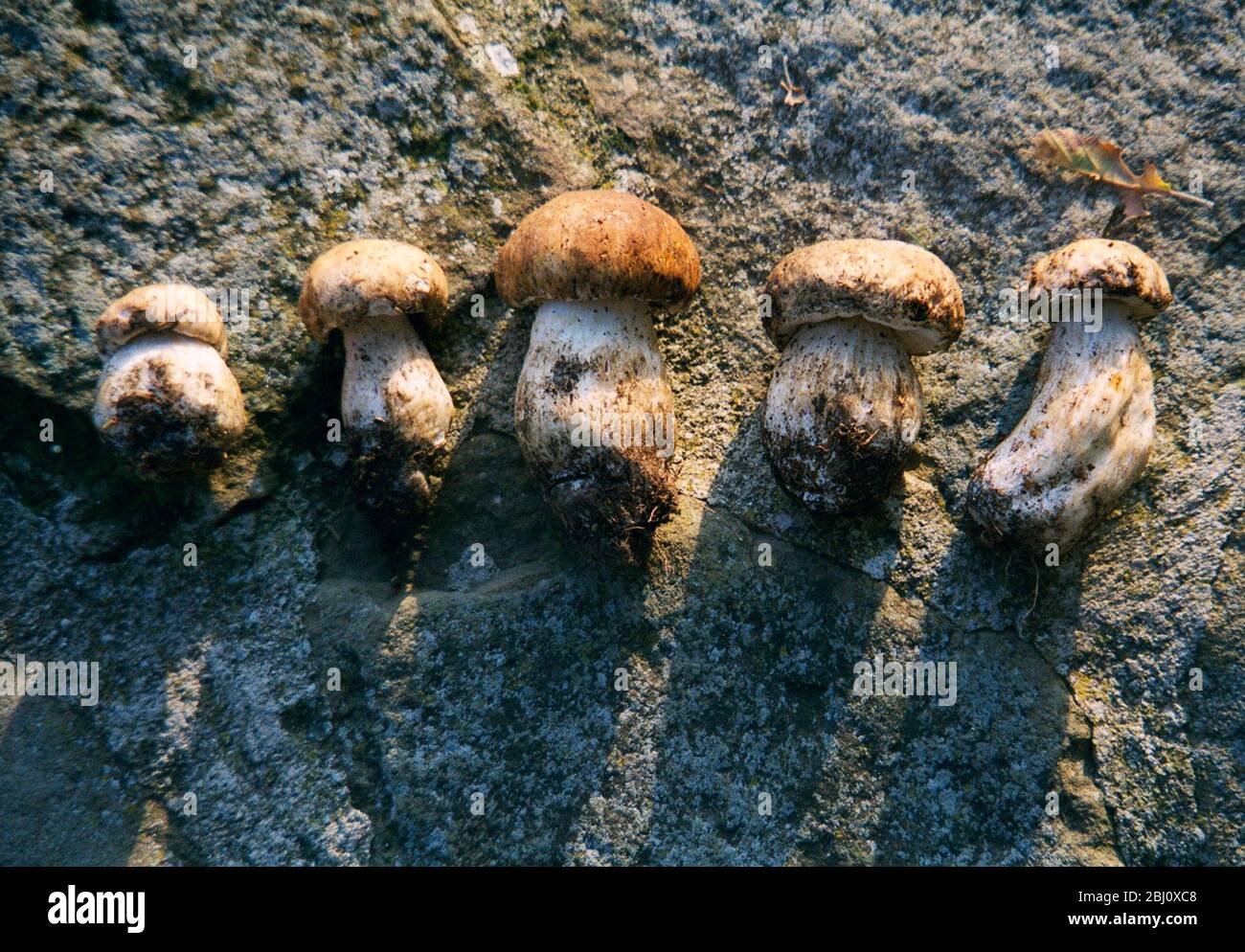 Five perfect little cep mushrooms, on granite surface in evening sunshine - Stock Photo