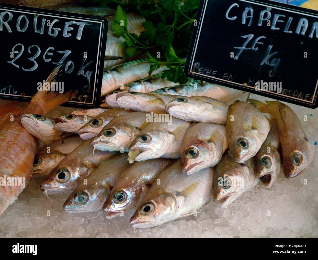 Fresh fish for sale at covered market in Menton, south of France - Stock Photo