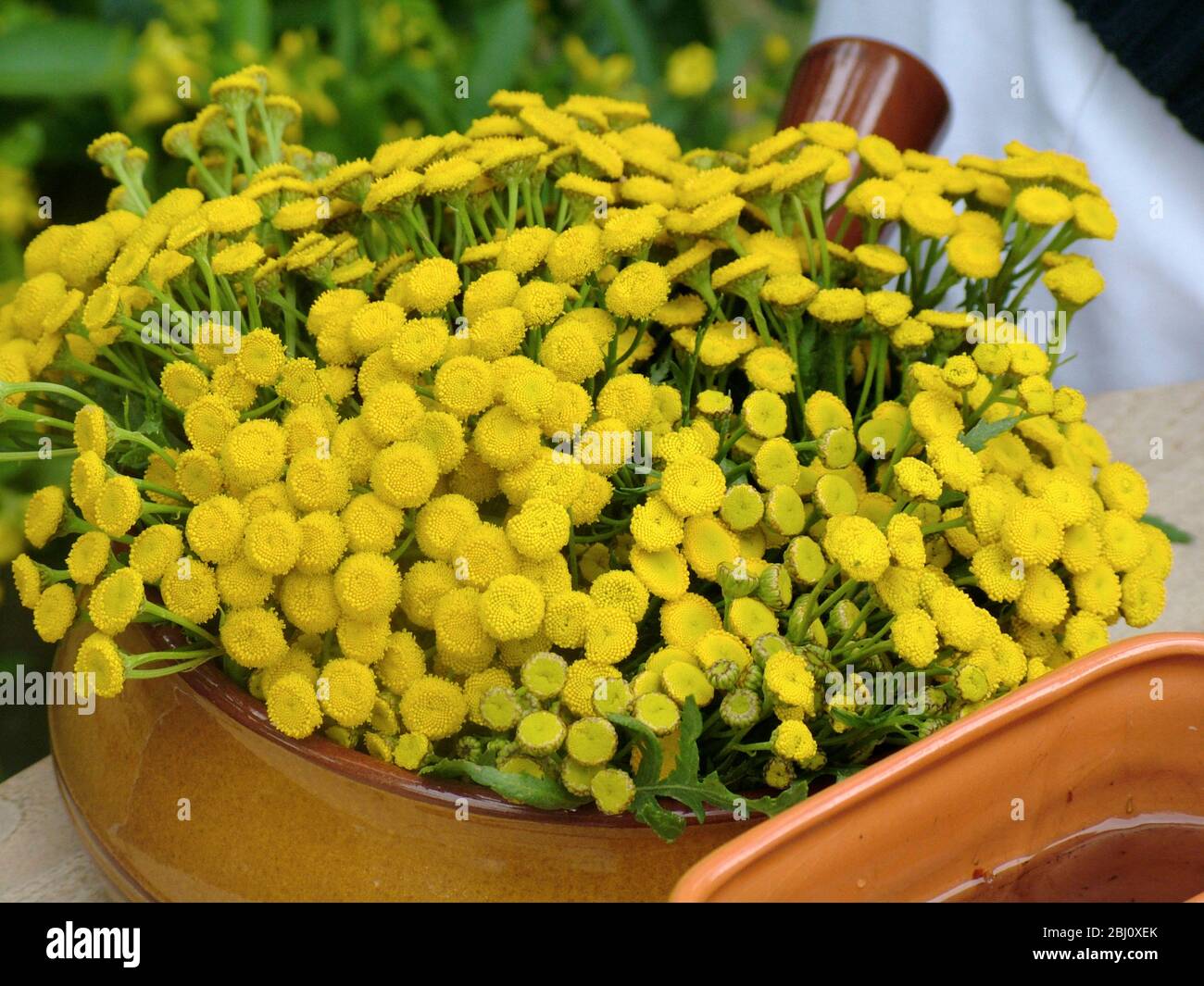 Wild tansy flowers cut short and arranged in shallow cooking dish - Stock Photo