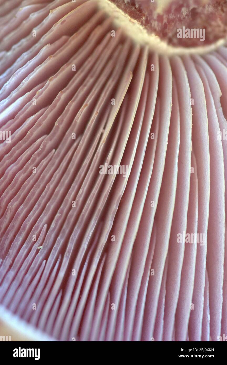 The wood blewit (lepista nuda) in close up showing its gills - Stock Photo