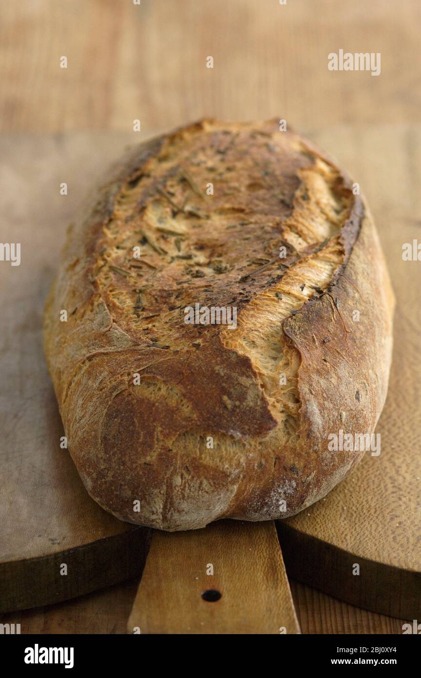 Italian rosemary sourdough bread from Apulia, on brown wooden board - Stock Photo
