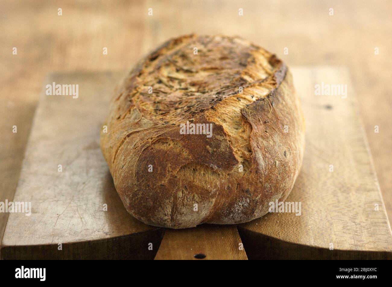 Italian rosemary sourdough bread from Apulia, on brown wooden board - Stock Photo