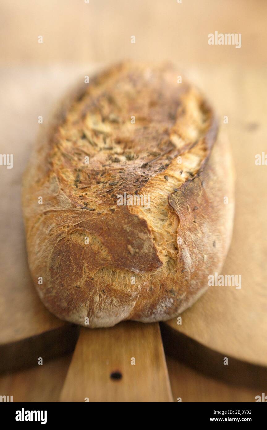 Italian rosemary sourdough bread from Apulia, on brown wooden board, sho with lensbaby lens for blur effect - Stock Photo