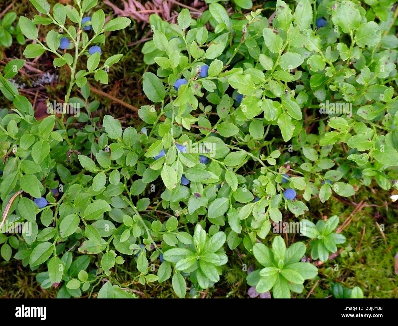 Wild blueberries growing on the forest floor in Sweden - Stock Photo