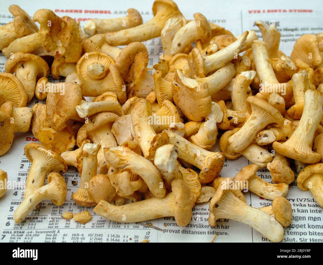 The Yellow or Golden Chanterelle (Cantharellus cibarius) freshly picked . Southern Sweden - Stock Photo
