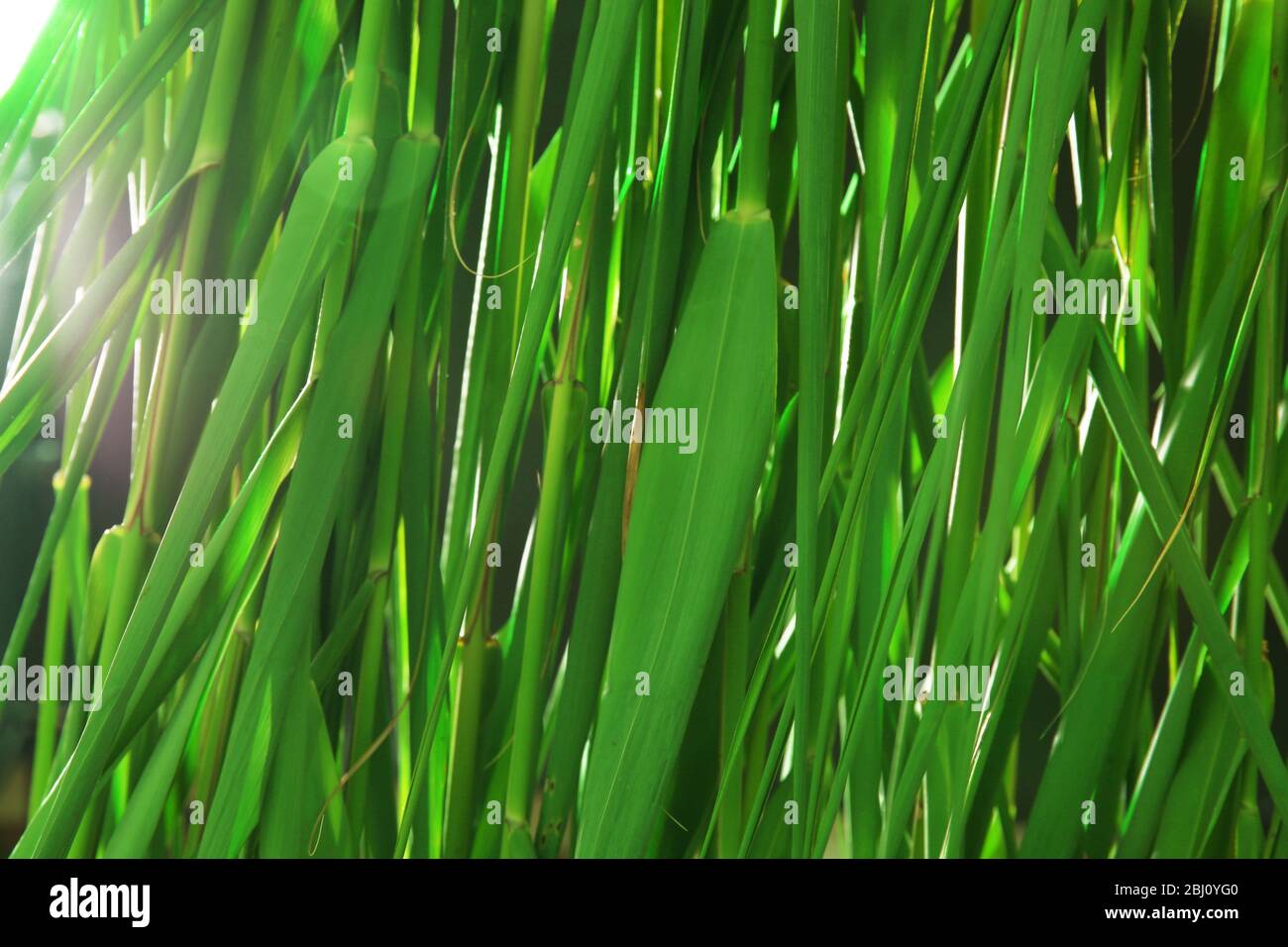 Green reeds background Stock Photo - Alamy