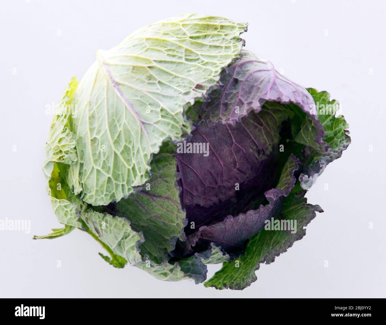 Organic cabbage head - Stock Photo