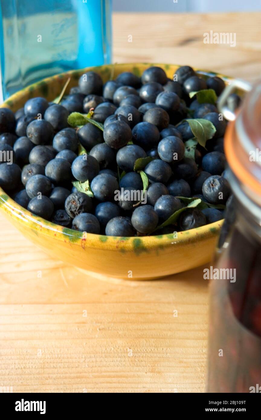 Pottery bowl of freshly picked sloes for making sloe gin - Sloe is the fruit of the blackthorn, a large shrub or a small tree of the genus Prunus, bot Stock Photo