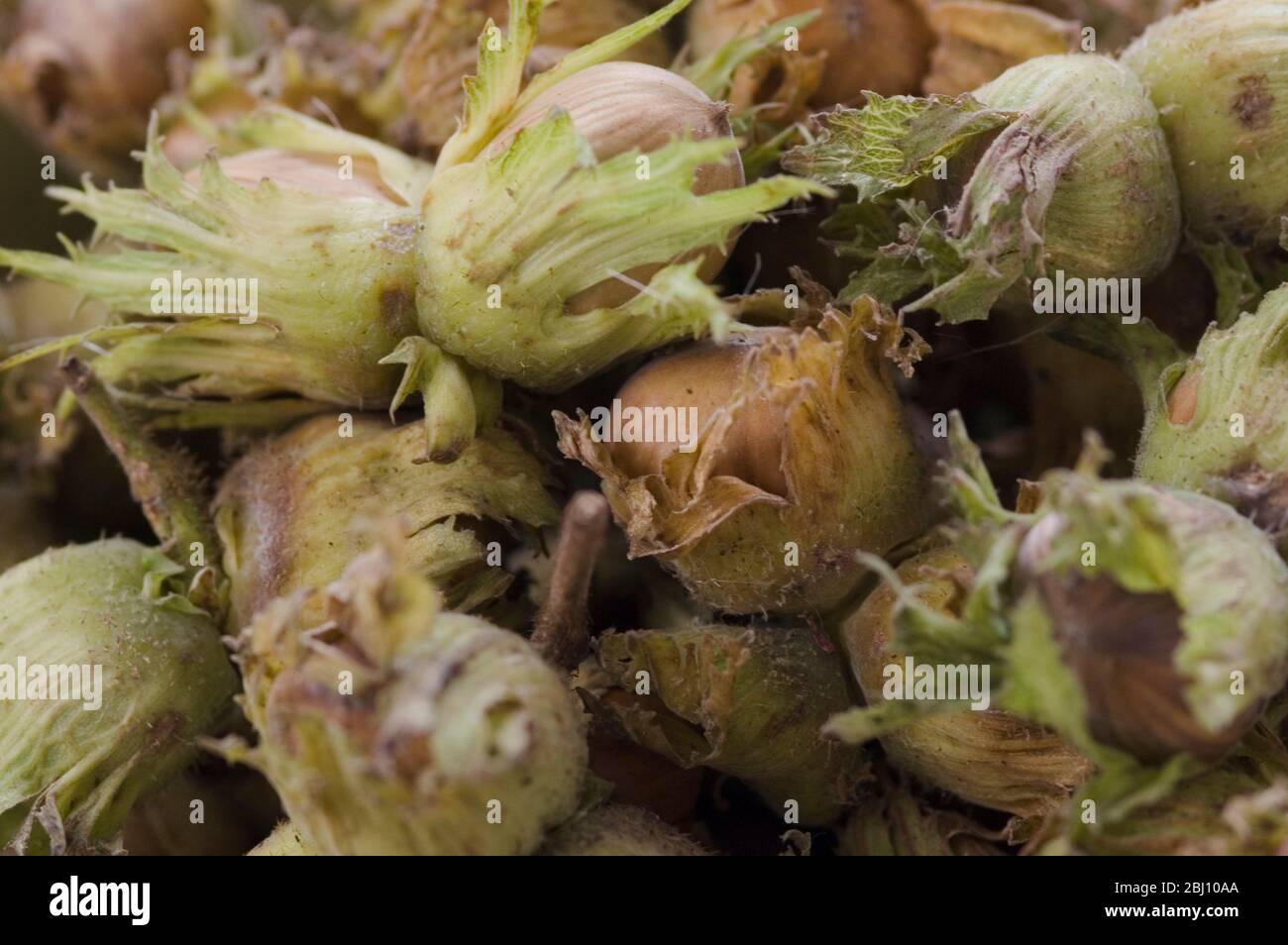 Featured image of post Steps to Prepare Cobnuts Australia