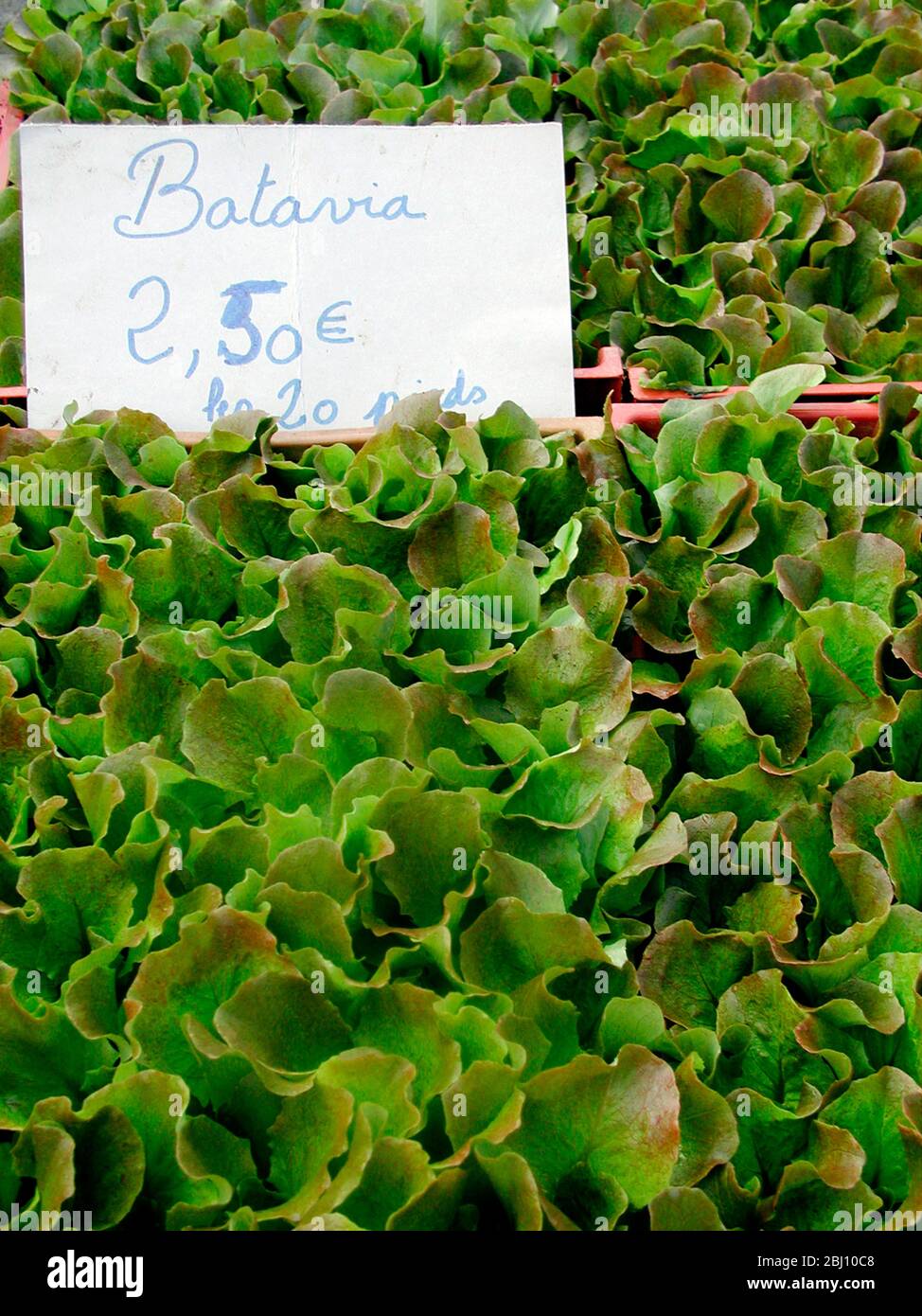 Boxes of batavia lettuce on French market stall - Stock Photo