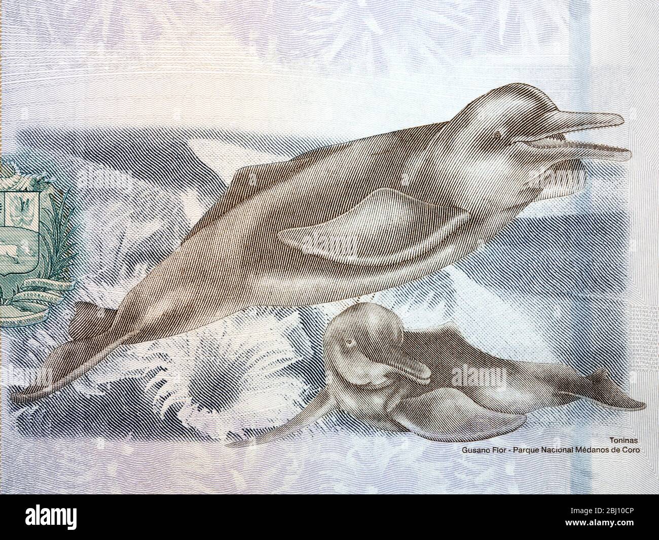 Orinoco River Dolphins a portrait from Venezuelan money Stock Photo