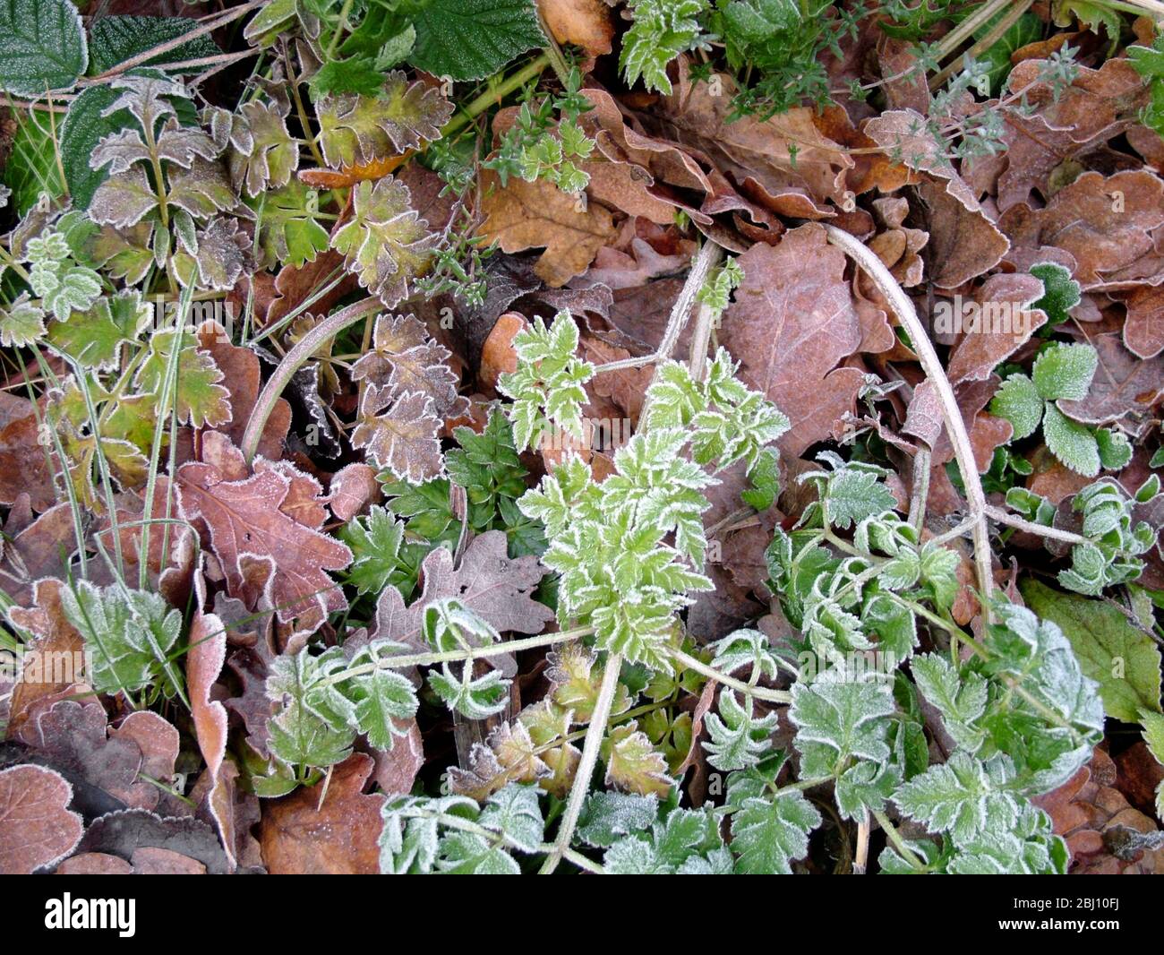 Frozen ground in January with autumn leaves and spring shoots. Kent England UK - Stock Photo