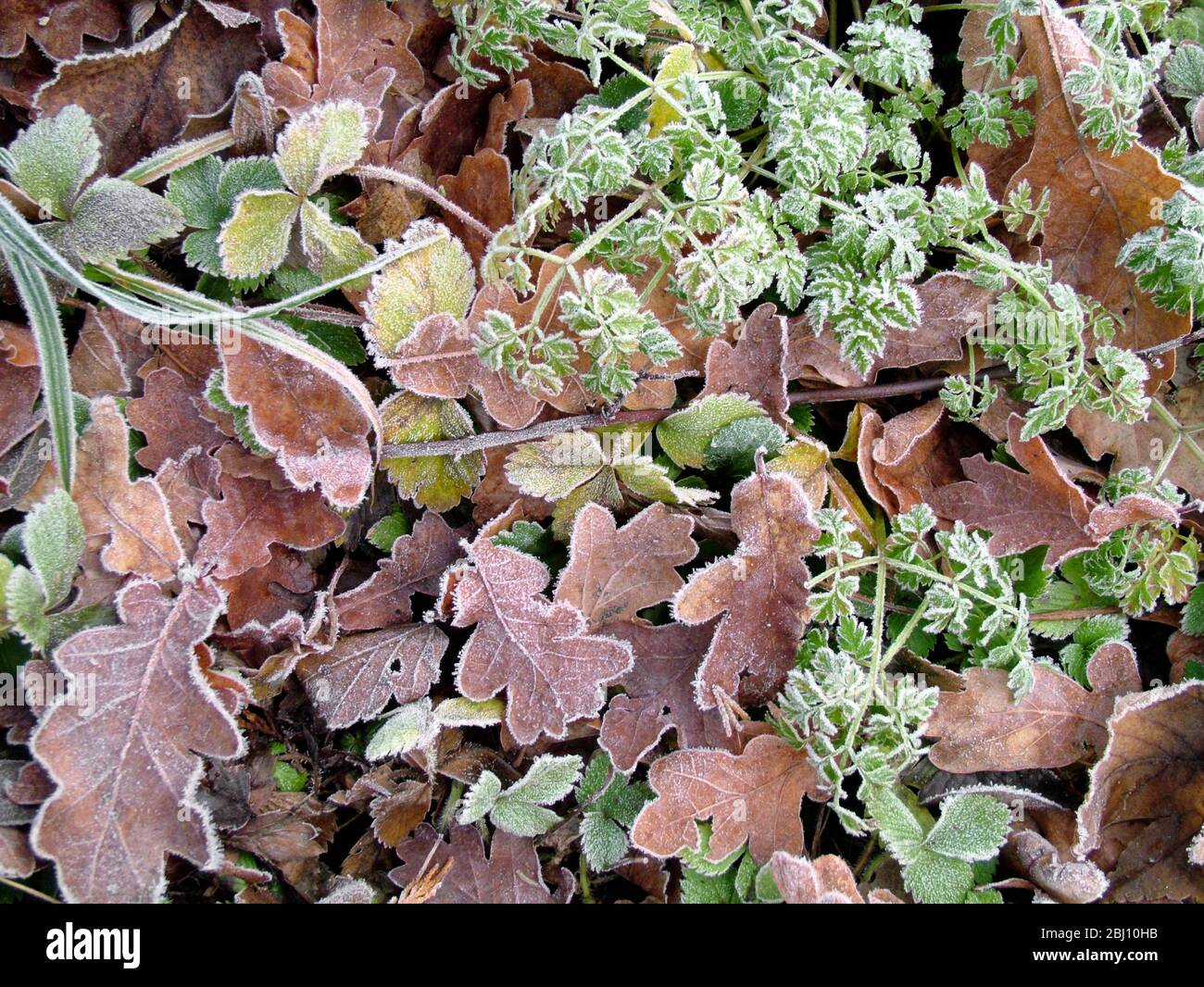 Frozen ground in January with autumn leaves and spring shoots. Kent