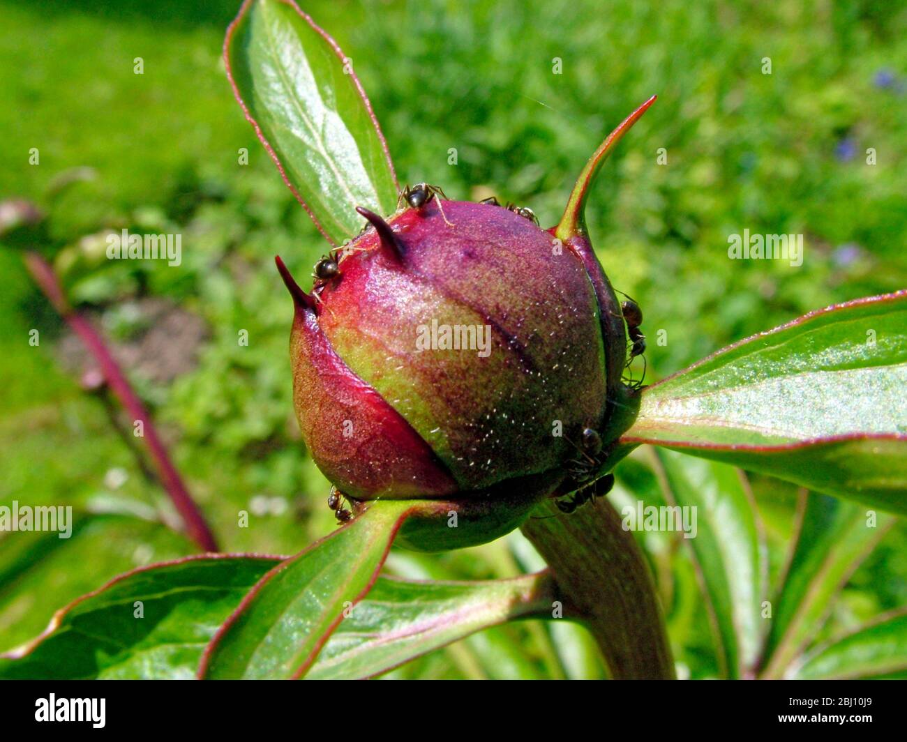 Tight bud of paeony flower with ants in kentish garden UK - Stock Photo